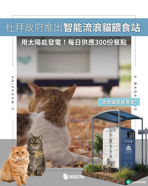 杜拜政府推出智能流浪貓餵食站 ｜用太陽能發電！每日供應300份餐點