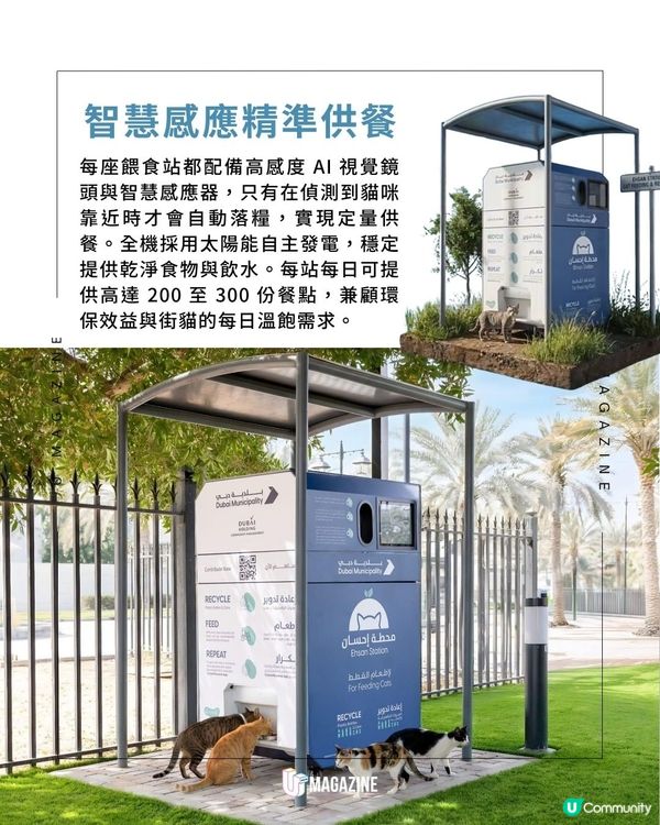 杜拜政府推出智能流浪貓餵食站 ｜用太陽能發電！每日供應300份餐點