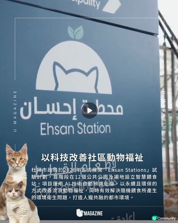 杜拜政府推出智能流浪貓餵食站 ｜用太陽能發電！每日供應300份餐點