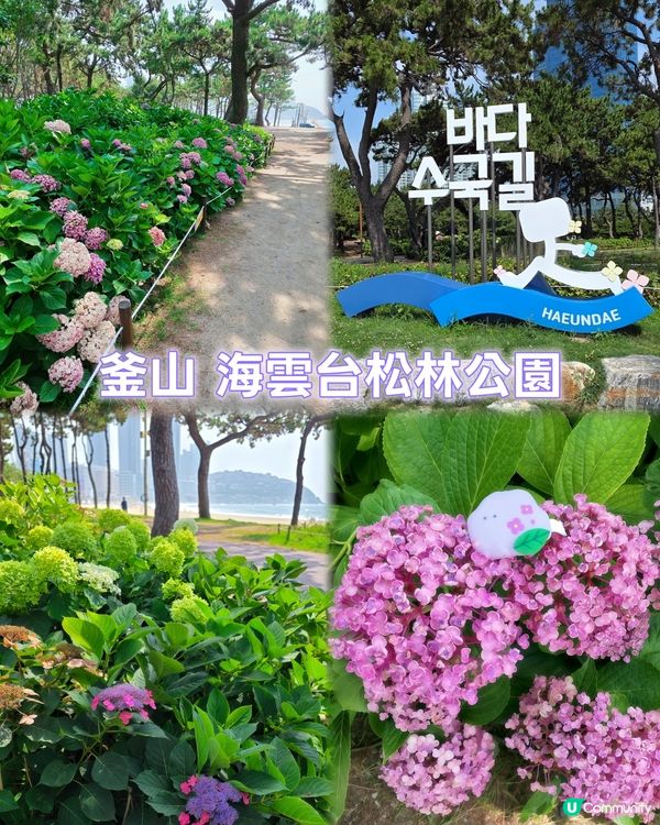 松林繡球花海！🏖️📸