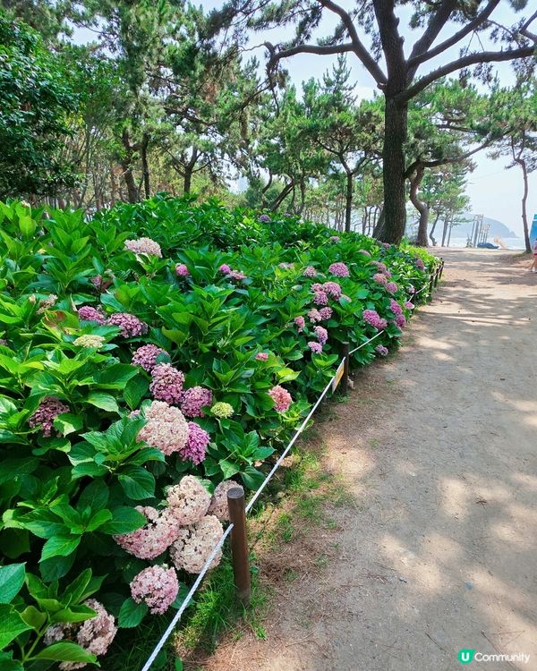 松林繡球花海！🏖️📸