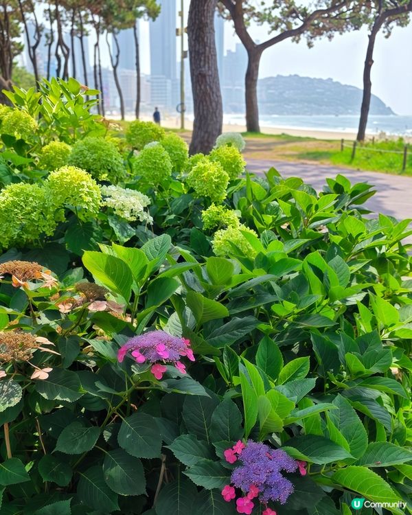 松林繡球花海！🏖️📸