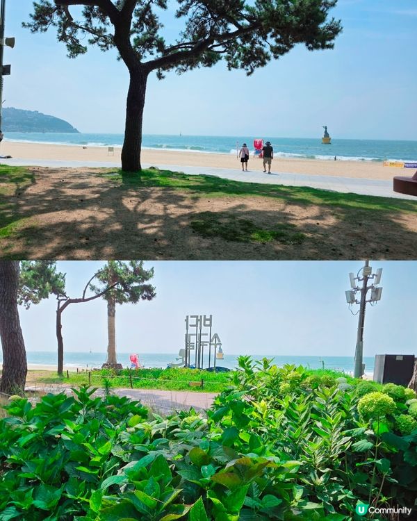 松林繡球花海！🏖️📸