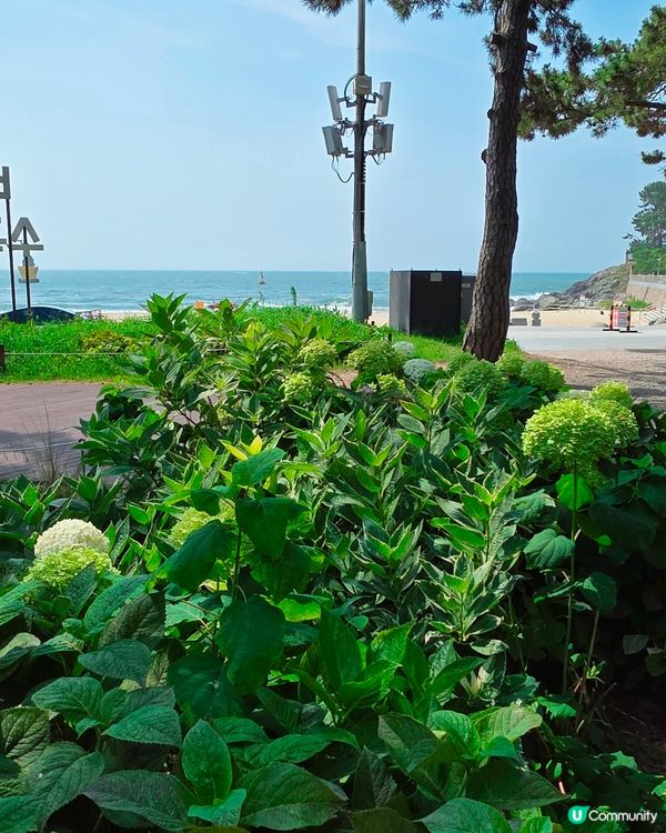松林繡球花海！🏖️📸