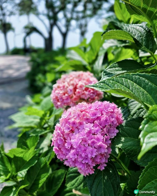 松林繡球花海！🏖️📸