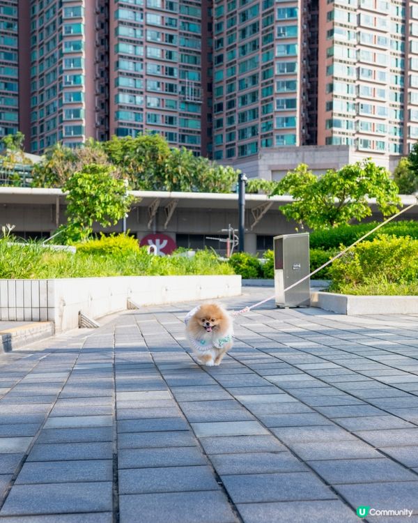 青衣城寵物友善新景象！🐱🐶🛍️
