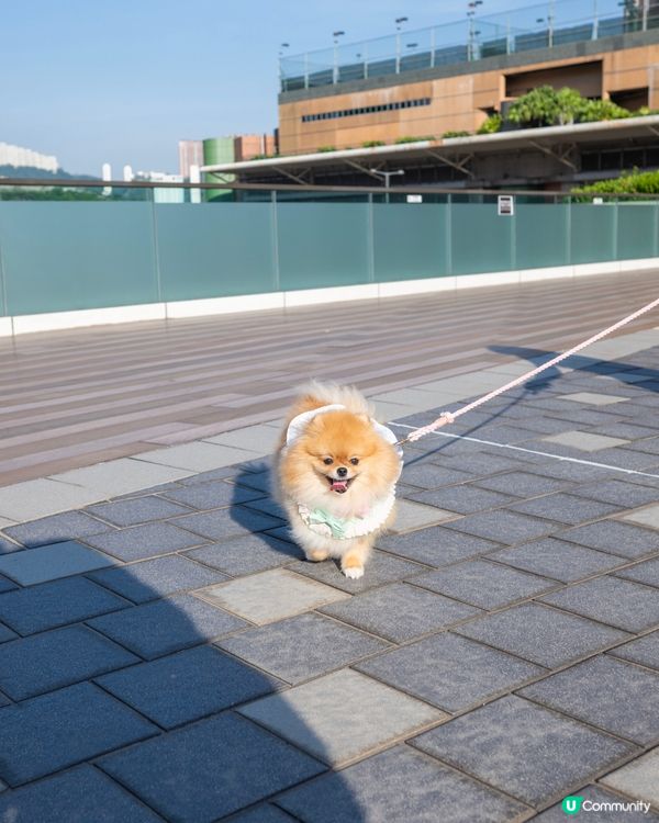 青衣城寵物友善新景象！🐱🐶🛍️