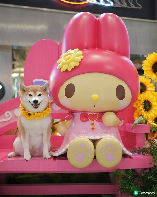 Yoho x Sanrio 小麥肌旅行團