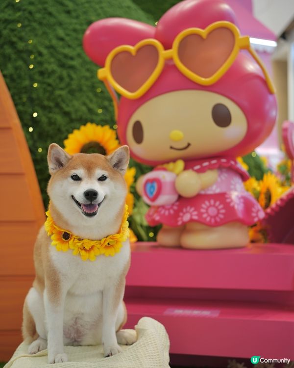 Yoho x Sanrio 小麥肌旅行團