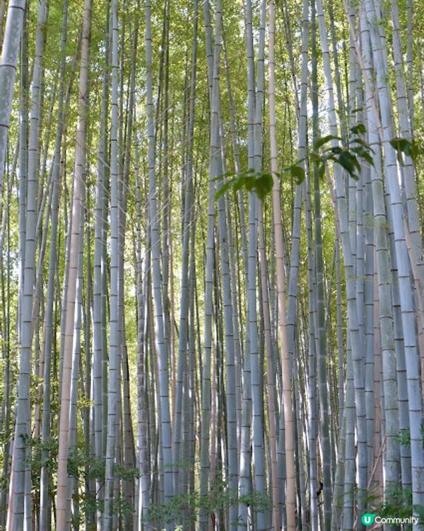 【旅遊日本】打卡必去千本鳥居 - 伏見稻荷大社