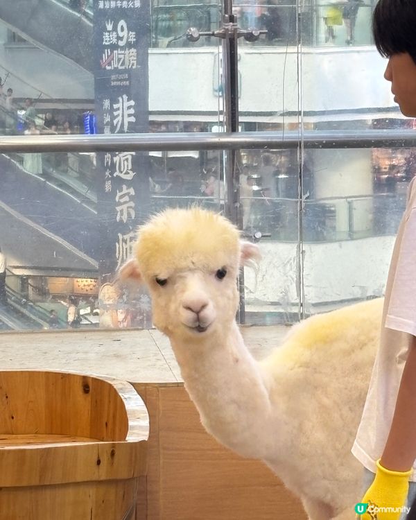 🦙草泥馬大探索