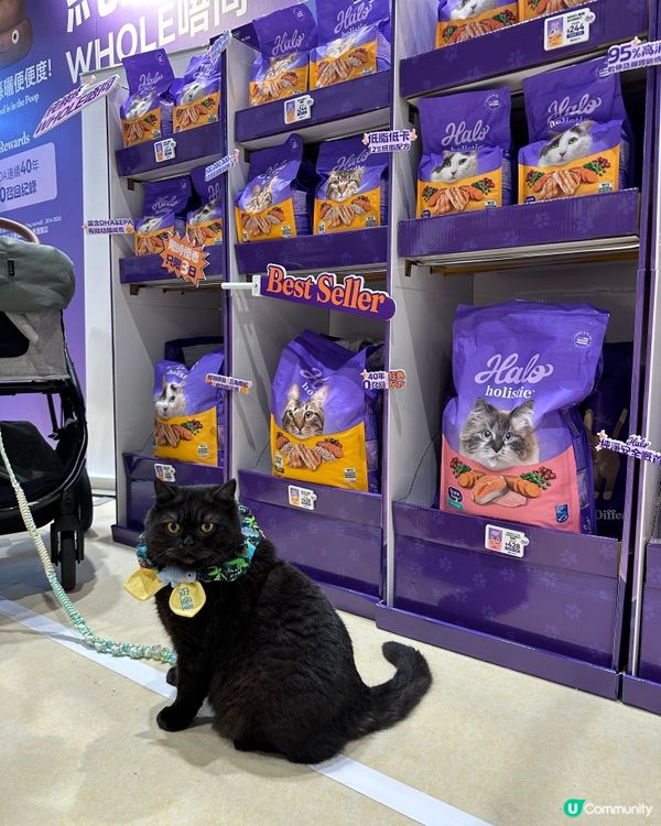 猫展入貨