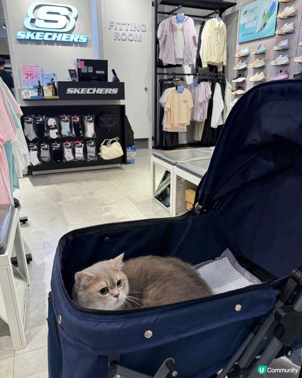 同寵物一齊去青衣城行街街🐱🐶🐾