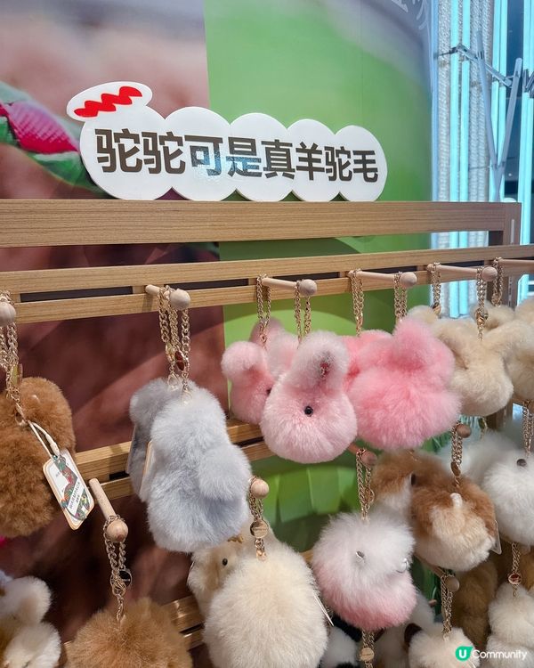 哇！靚到癲！🐪✨