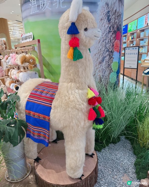 哇！靚到癲！🐪✨