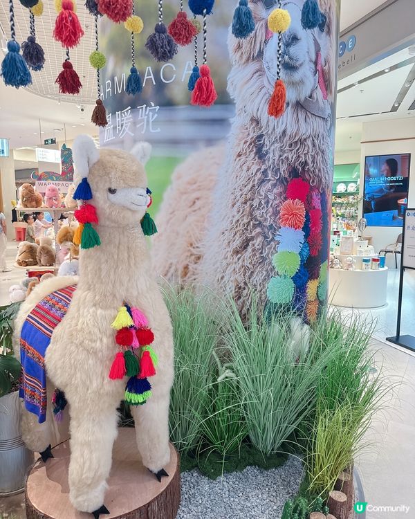 哇！靚到癲！🐪✨
