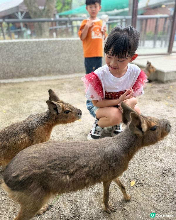 高雄玩到癲！🥳💸🎢