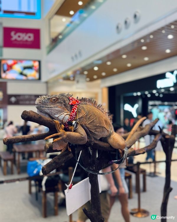 灣仔合和商場-近距離接觸動物