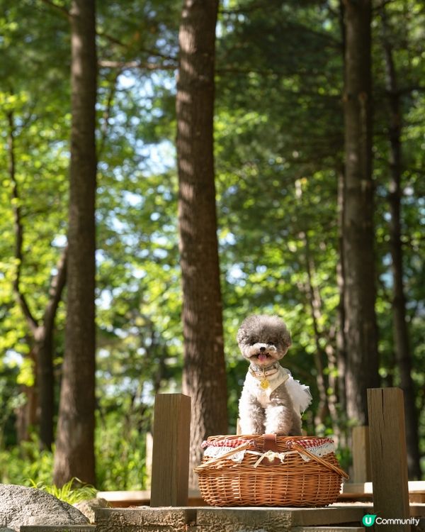 Seoul Forest 