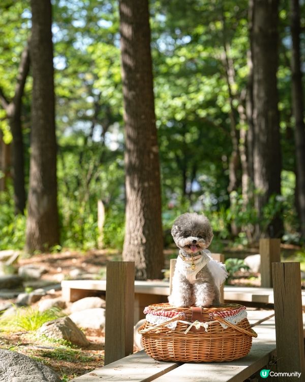 Seoul Forest 