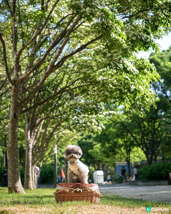 Seoul Forest 