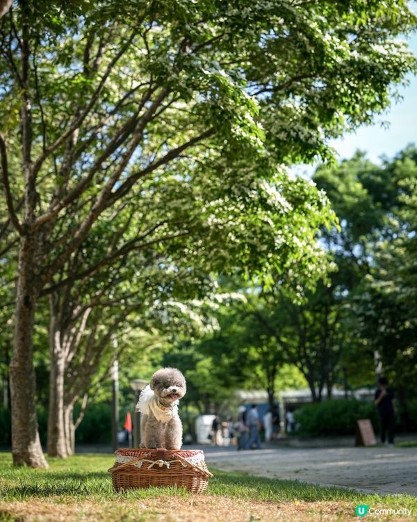Seoul Forest 
