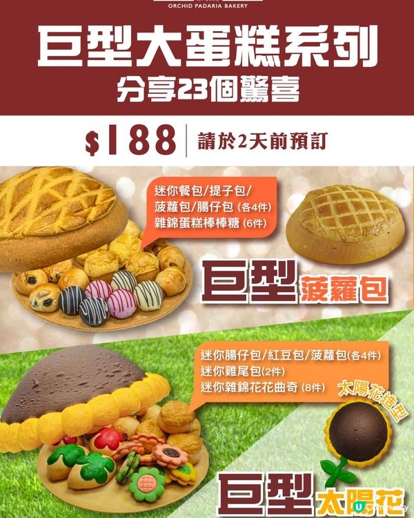[全新巨型菠蘿包2.0登場！🌻🌻🌻]