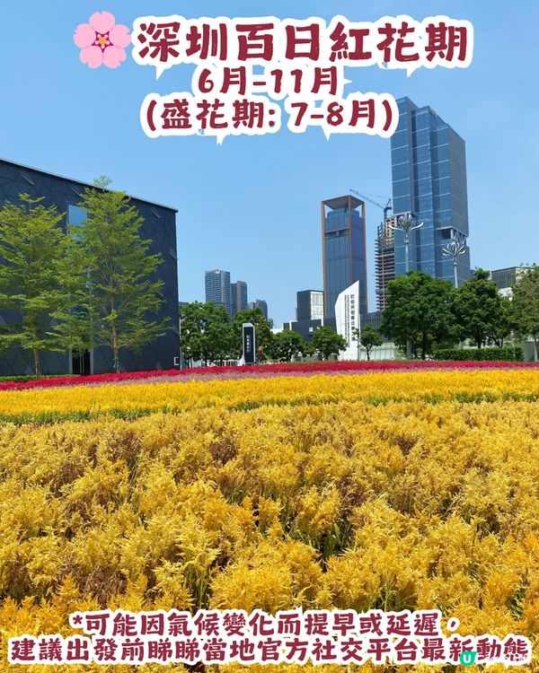 深圳三色花海盛開💐打卡千日紅+雞冠花！附詳細地址