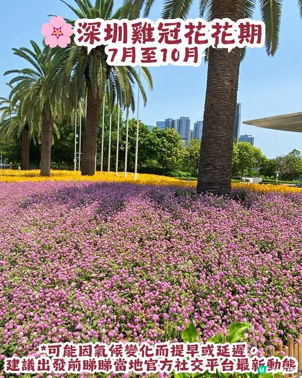 深圳三色花海盛開💐打卡千日紅+雞冠花！附詳細地址