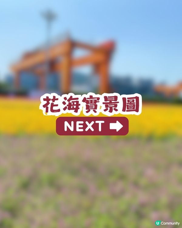 深圳三色花海盛開💐打卡千日紅+雞冠花！附詳細地址