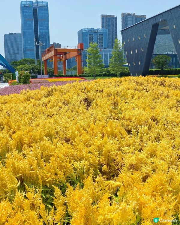深圳三色花海盛開💐打卡千日紅+雞冠花！附詳細地址