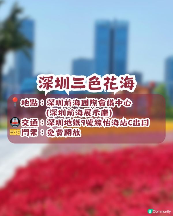深圳三色花海盛開💐打卡千日紅+雞冠花！附詳細地址