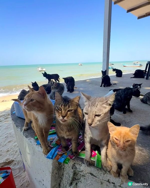 貓貓天堂📍檳城！🏖️擼到手軟🐾