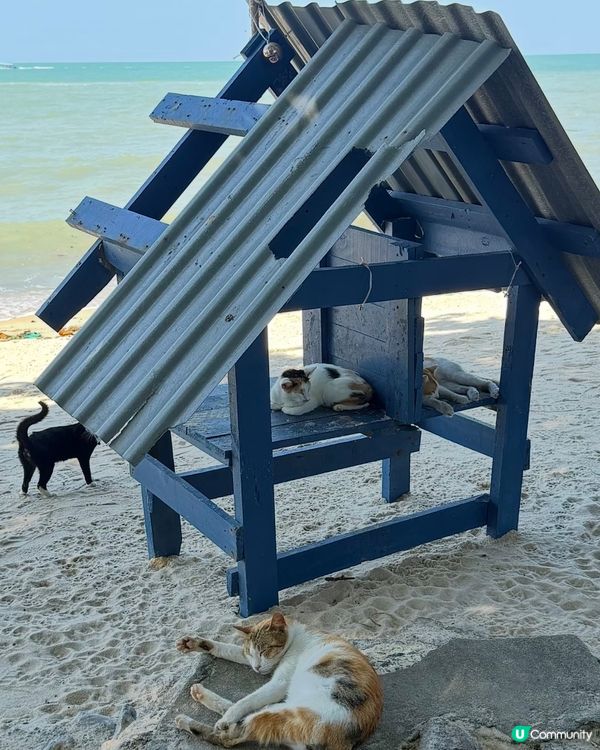 貓貓天堂📍檳城！🏖️擼到手軟🐾