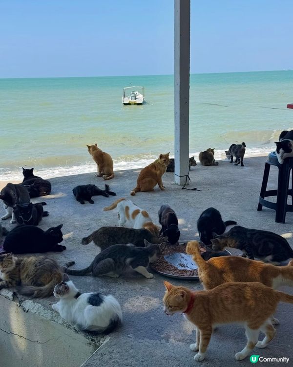 貓貓天堂📍檳城！🏖️擼到手軟🐾