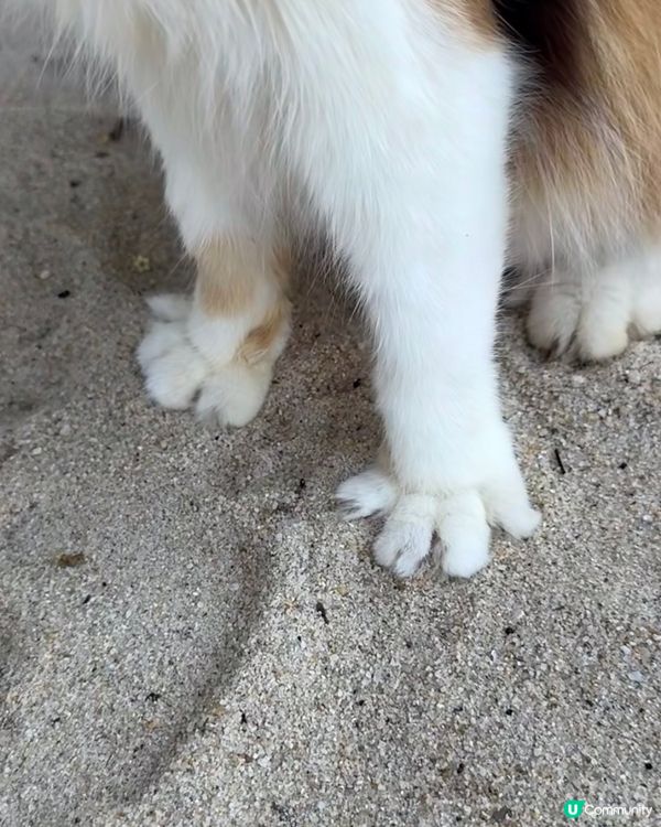 貓貓天堂📍檳城！🏖️擼到手軟🐾