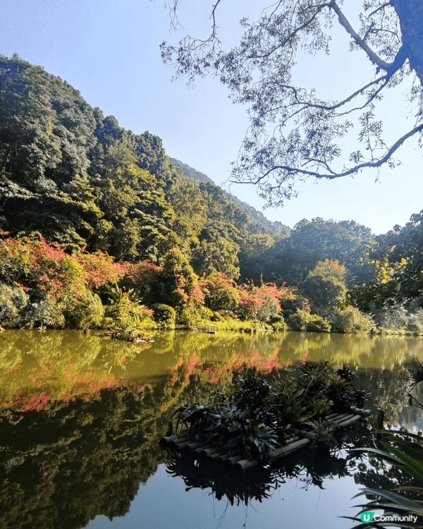去年11月我和朋友去了深圳仙湖植物園欣賞其中水生園同桫欏湖畔...
