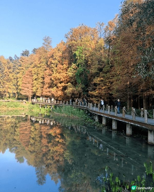 去年11月我和朋友去了深圳仙湖植物園欣賞其中水生園同桫欏湖畔...