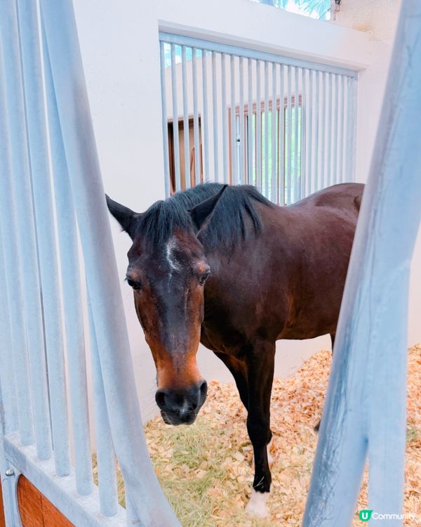 親子遊！彭福公園旁親親小馬！🐎🥰