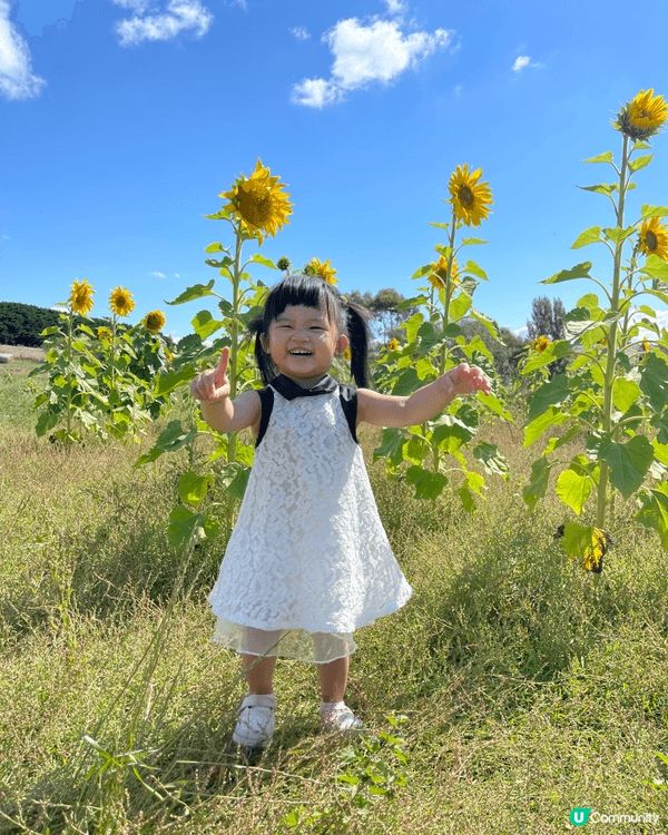 向日葵園，小朋友可以同靚靚花花影相，又有空曠草地俾佢奔跑。 ...