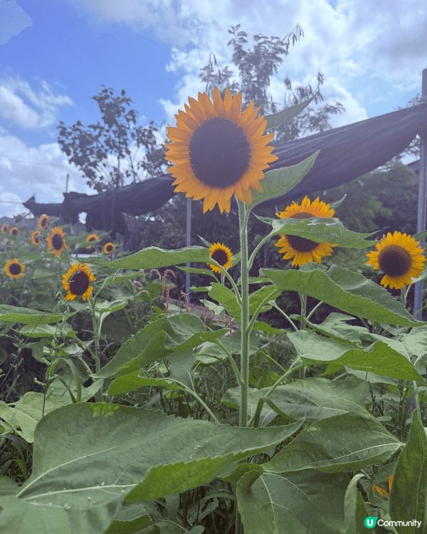 向日葵園，小朋友可以同靚靚花花影相，又有空曠草地俾佢奔跑。 ...