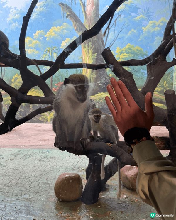 難得一家人放假，同小朋友一齊去長隆動物園玩😍chill下親親...