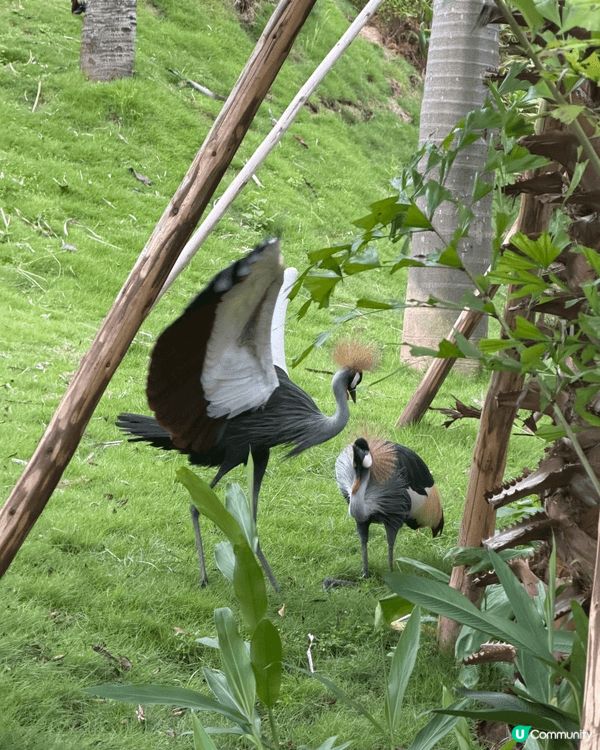難得一家人放假，同小朋友一齊去長隆動物園玩😍chill下親親...