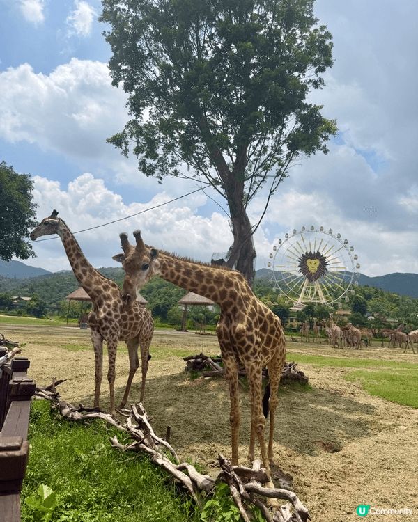 難得一家人放假，同小朋友一齊去長隆動物園玩😍chill下親親...