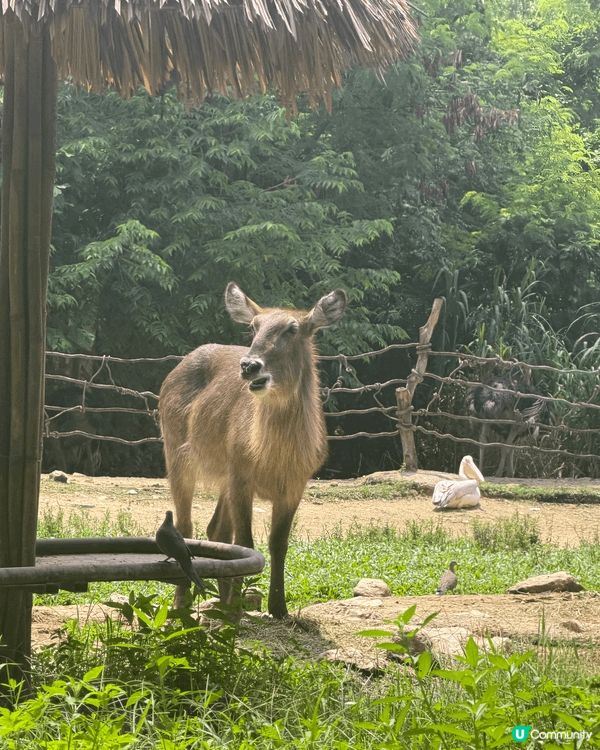 難得一家人放假，同小朋友一齊去長隆動物園玩😍chill下親親...