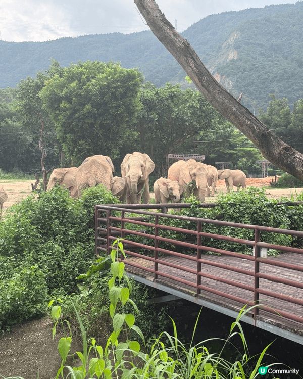 難得一家人放假，同小朋友一齊去長隆動物園玩😍chill下親親...