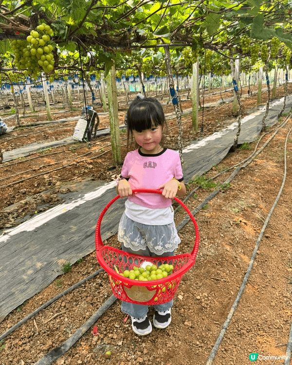 可以一齊摘提子 大人細路都啱玩 親親大自然