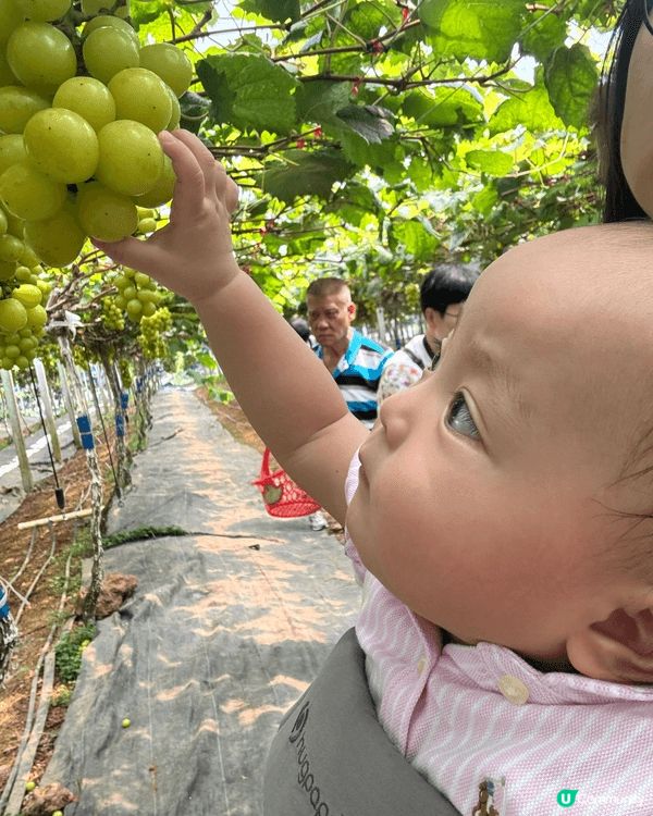 可以一齊摘提子 大人細路都啱玩 親親大自然