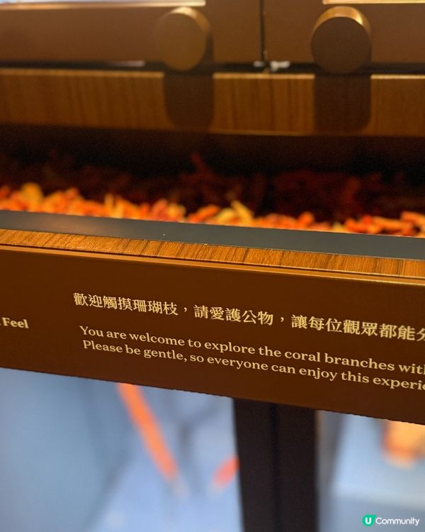 😍藝術非大人專利！小朋友免費睇珊瑚珠寶！🤩