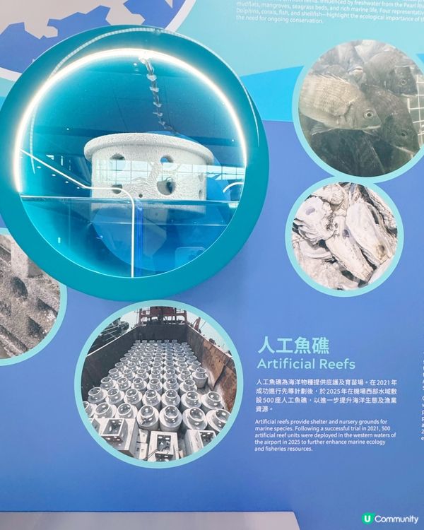 機場發展與自然共存故事🌊✈️